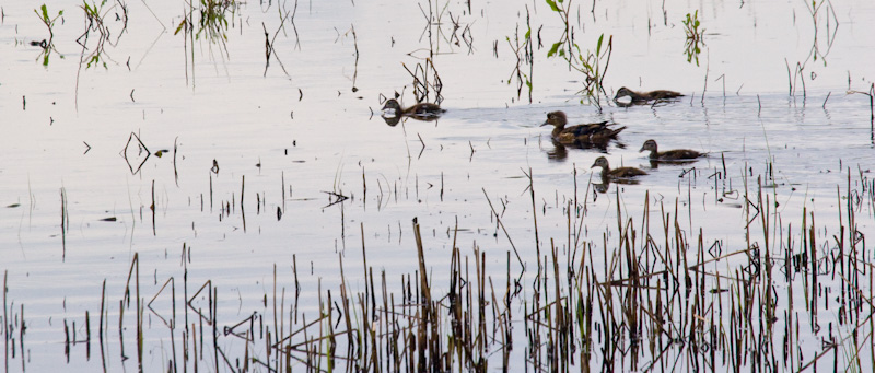 Wood Duck And Ducklings